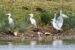 5-Héron gardeboeufs | Bubulcus ibis | Cattle Egret